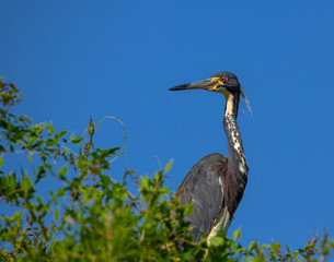 Tricolored Heron Looking Left at Lake Seminole Park, Florida