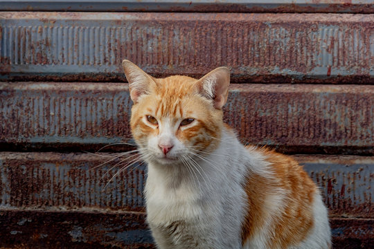 Un gato abandonado en la calle