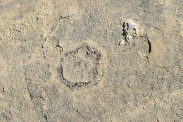 Dinosaur Footprints