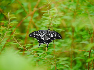 butterfly on leaf
