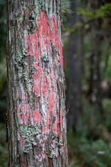 Red Lichen Growing On Tree In Swamp