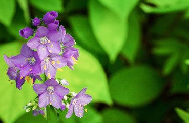 Wild forest flowers of lilac color on a natural background. Macro shooting of nature in the wild. 