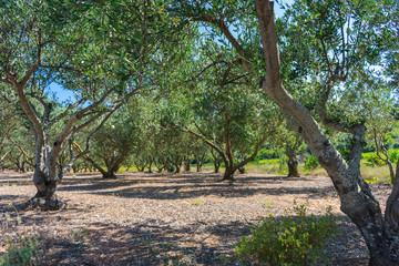 Olive orchard or grove with old olive trees on stony mediterranean soil in summer. Farming or agriculture on Vis island, Croatia, Europe