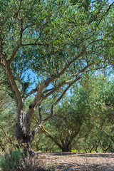 Olive orchard or grove with old olive trees on stony mediterranean soil in summer. Farming or agriculture on Vis island, Croatia, Europe
