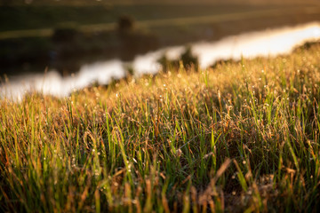 Dew On Grass At Sunrise