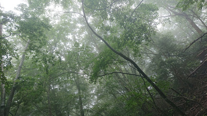 Naklejka premium 霧が立ち込める森