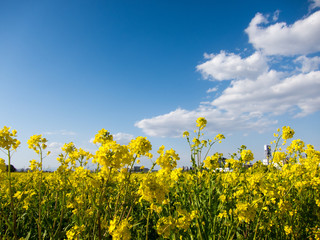 菜の花