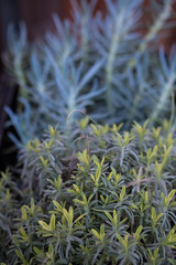 Close up of fresh green succulents