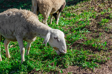 Obraz na płótnie Canvas Sheeps grazing in green pastures