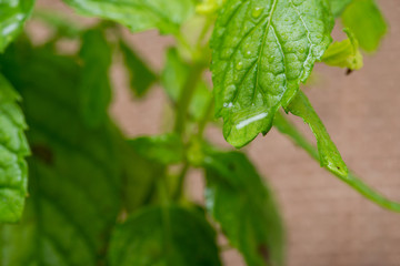 Organic Peppermint Plant stalks and leaves isolated on natural burlap background. Species: Mentha x Piperita.