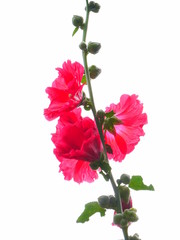 althaea flowers on white background