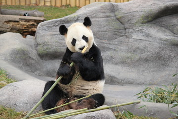 Obraz premium Giant panda is having a bamboo meal