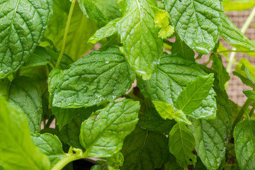 Organic Peppermint Plant stalks and leaves isolated on natural burlap background. Species: Mentha x Piperita.