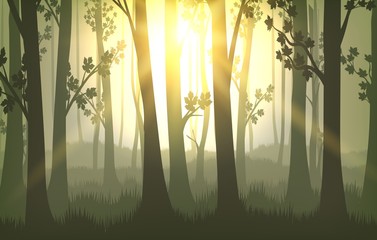 Obraz premium Tree trunks sunset background