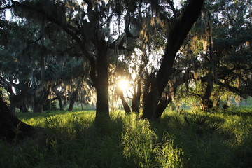 Trees at Sunset