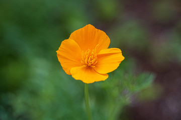 Orange poppy