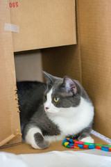 gray and white cat playing with toy in a cardboard box.