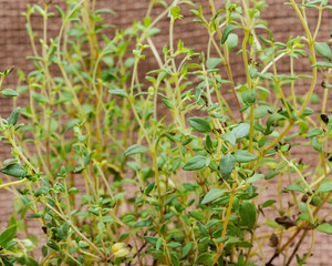 Organic Thyme Plant stalks and leaves   isolated on natural burlap background. Thymus vulgaris in the mint family Lamiaceae.