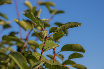 Dew drops on serviceberry tree leaves