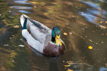 Mallard duck drake male swimming in pond water.