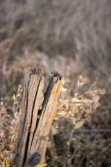 Old weathered split wood post