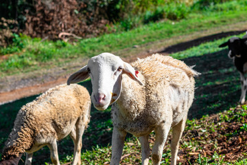 Naklejka na ściany i meble Sheeps grazing in green pastures. São Roque, Brazil