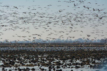 Massive flock of snow geese flying over flooded field.
