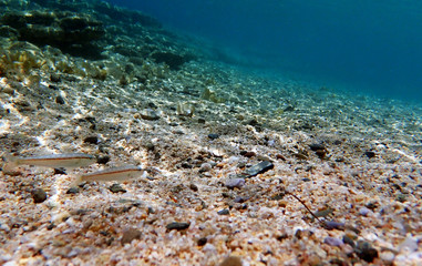 Freckled colorful goatfish - (Upeneus tragula)