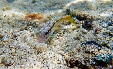 Freckled colorful goatfish - (Upeneus tragula)