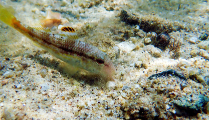 Freckled colorful goatfish - (Upeneus tragula)