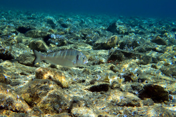 Gilt-head bream Fish, underwater shoot