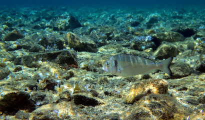 Gilt-head bream Fish, underwater shoot