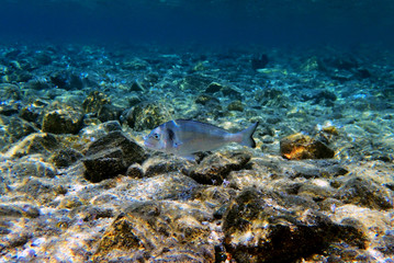 Naklejka na ściany i meble Gilt-head bream Fish, underwater shoot