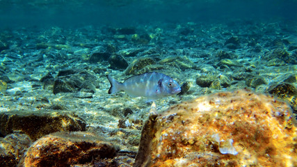 Gilt-head bream Fish, underwater shoot