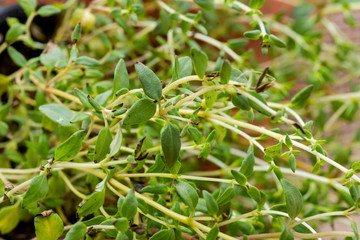 Organic Thyme Plant stalks and leaves   isolated on natural burlap background. Thymus vulgaris in the mint family Lamiaceae.