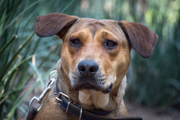 Adorable perro criollo - mestizo - sin raza, color café, disfrutando del jardín