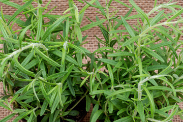 Potted Organic Rosemary Plant with roots in fertilized soil isolated on natural burlap background. Rosmarinus officinalis in mint family Lamiaceae 