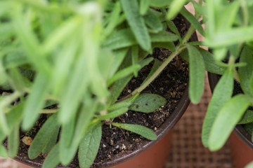 Potted Organic Rosemary Plant with roots in fertilized soil isolated on natural burlap background. Rosmarinus officinalis in mint family Lamiaceae 