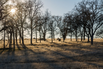 leafless oak tree forest grove in fall season