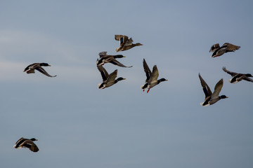 Flock of Mallard male drakes taking flight.