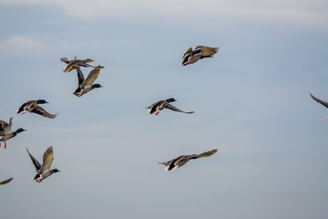 Flock of Mallard male drakes taking flight.