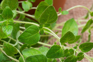 Organic Oregano Plant stalks and leaves isolated on natural burlap background. Origanum vulgare. Mint Family (Lamiaceae). 