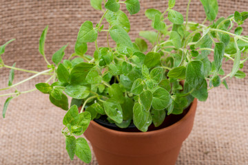 Potted Organic Oregano Plant with roots in fertilized soil  isolated on natural burlap background. Origanum vulgare. Mint Family (Lamiaceae). 