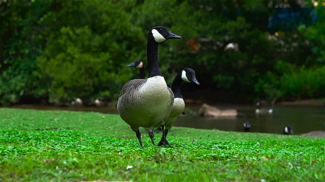 SCReedyRiverGeese2