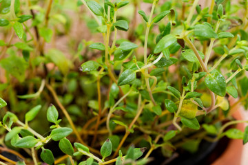 Potted Organic Thyme Plant with roots in fertilized soil  isolated on natural burlap background. Thymus vulgaris in the mint family Lamiaceae.