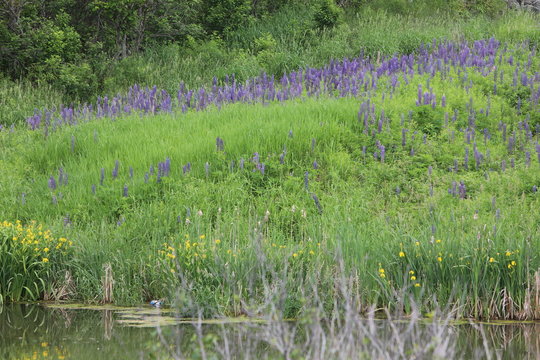 green field of wild flowers