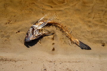 skeleton of river fish on the shore