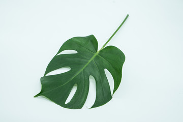 観葉植物　モンステラ　一枚　 Foliage plant　Monstera　one	