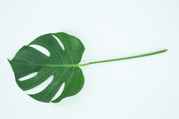 観葉植物　モンステラ　一枚　 Foliage plant　Monstera　one	