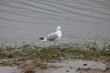 seagull on the beach